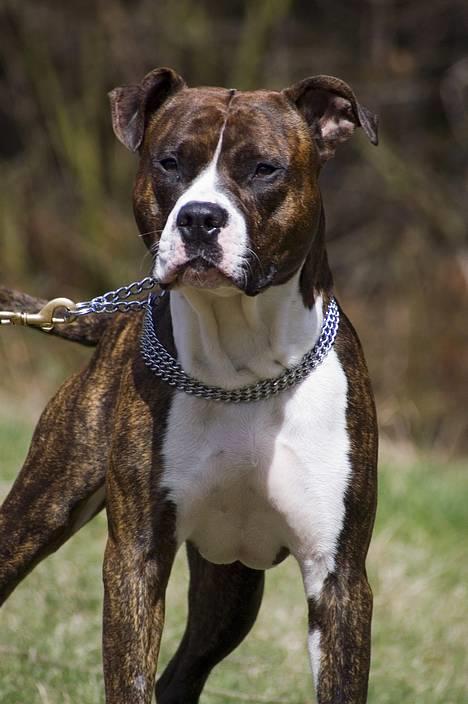 Amerikansk staffordshire terrier Cæcar - Tosafoto billede 5