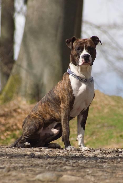 Amerikansk staffordshire terrier Cæcar - Tosafoto billede 7
