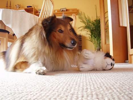 Shetland sheepdog Simba - Her ligger jeg også med min dejlige bamse :) billede 9