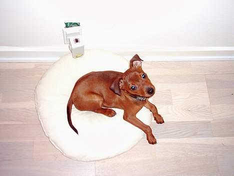 Blanding af racer Emmie billede 1