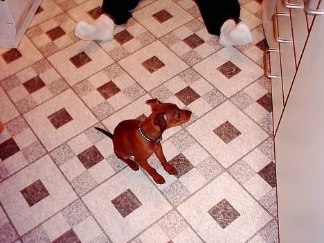 Blanding af racer Emmie billede 2