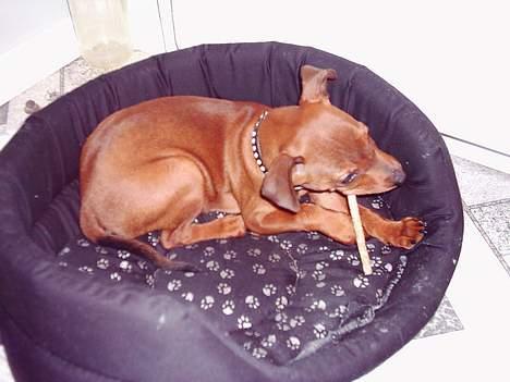 Blanding af racer Emmie billede 3