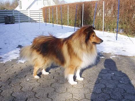 Shetland sheepdog Simba - Hmm...kan jeg se en kat :) billede 10