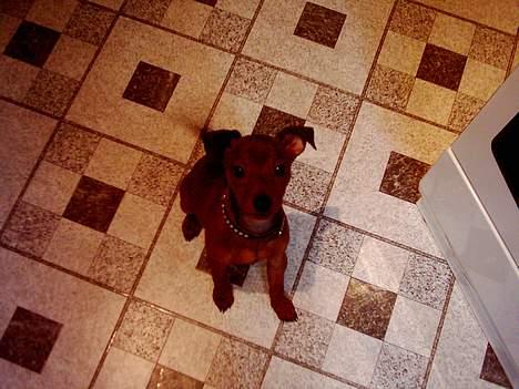 Blanding af racer Emmie billede 4