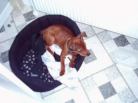 Blanding af racer Emmie billede 5