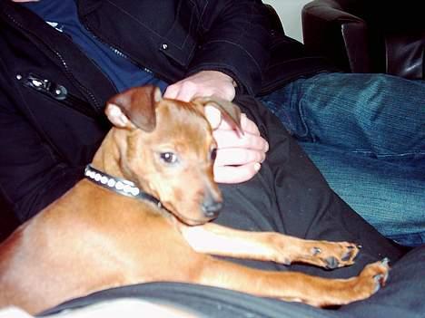 Blanding af racer Emmie billede 6