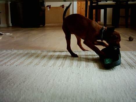 Blanding af racer Emmie billede 7