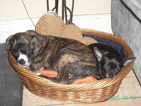 Amerikansk staffordshire terrier Zar billede 11