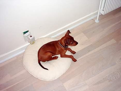 Blanding af racer Emmie billede 8