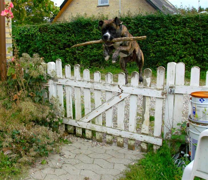 Amerikansk staffordshire terrier Zar - Zar er en real jumper ;D billede 12