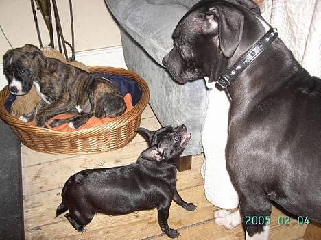 Amerikansk staffordshire terrier Zar billede 13