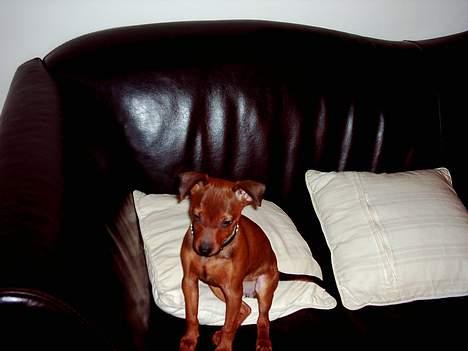 Blanding af racer Emmie billede 9