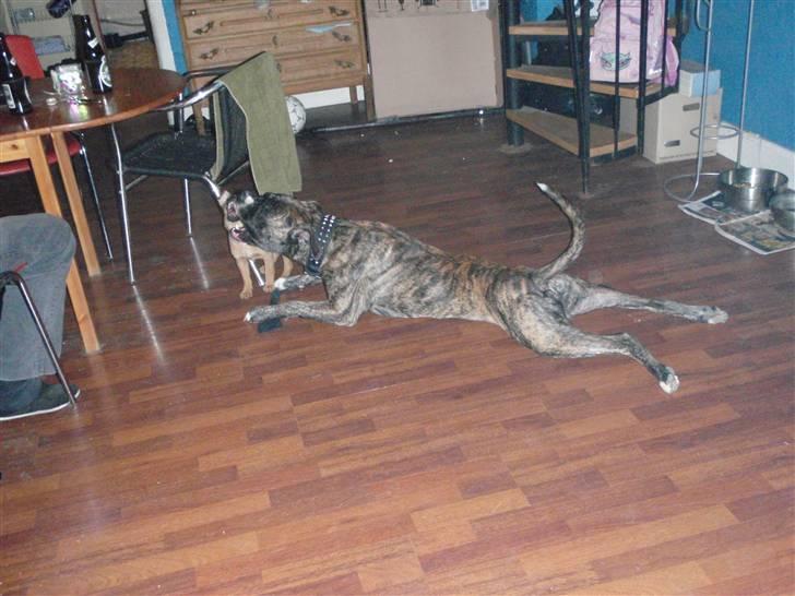 Amerikansk staffordshire terrier Zar billede 14