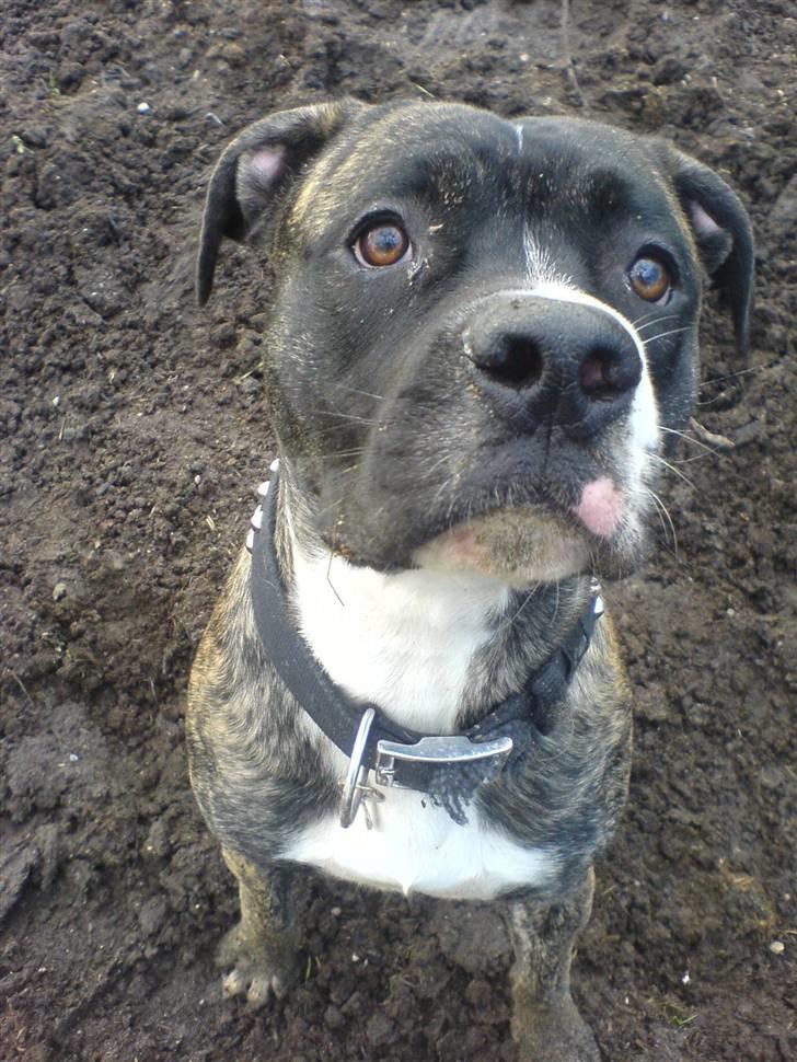 Amerikansk staffordshire terrier Zar billede 15