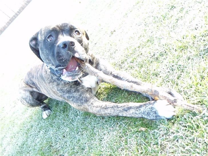 Amerikansk staffordshire terrier Zar billede 16