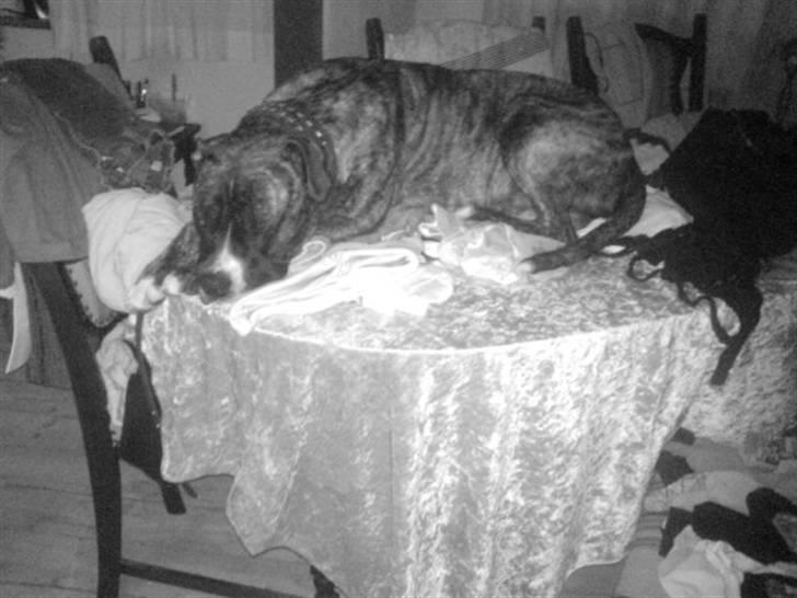 Amerikansk staffordshire terrier Zar billede 17