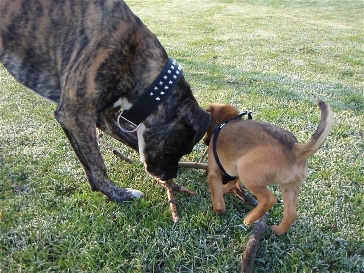 Amerikansk staffordshire terrier Zar billede 18