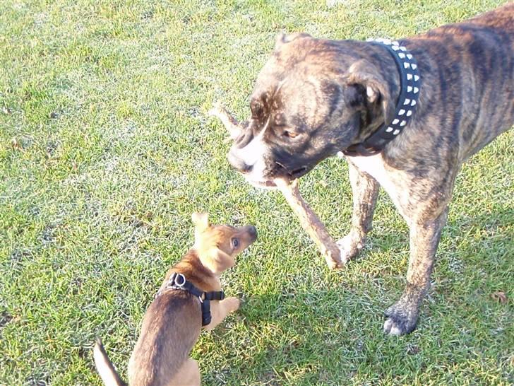 Amerikansk staffordshire terrier Zar billede 19