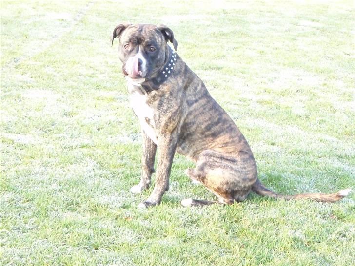 Amerikansk staffordshire terrier Zar billede 20