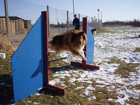 Shetland sheepdog Simba - ´´HOP´´ agility er så sjovt billede 11
