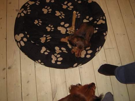 Dværggravhund Sweet Grammy's Leonardo - Jeg passer godt på mit kødben billede 2