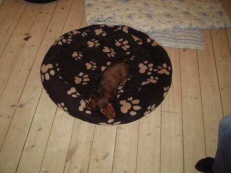 Dværggravhund Sweet Grammy's Leonardo billede 3