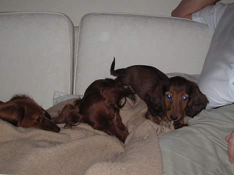 Dværggravhund Sweet Grammy's Leonardo billede 4