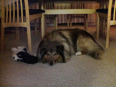 Shetland sheepdog Simba - Lidt søvnig, har man da lov at være :) billede 12