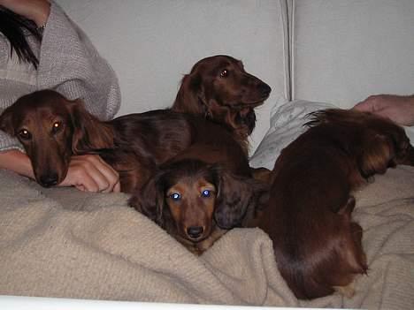 Dværggravhund Sweet Grammy's Leonardo - Så hygger vi os... billede 5