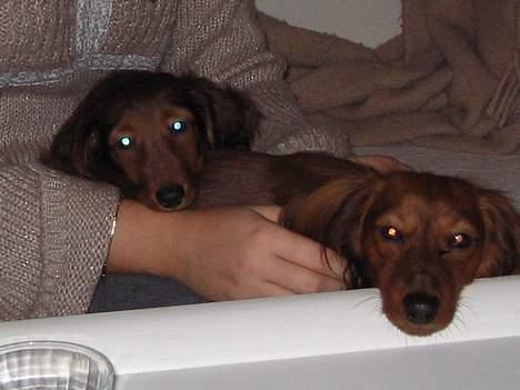 Dværggravhund Sweet Grammy's Leonardo billede 6