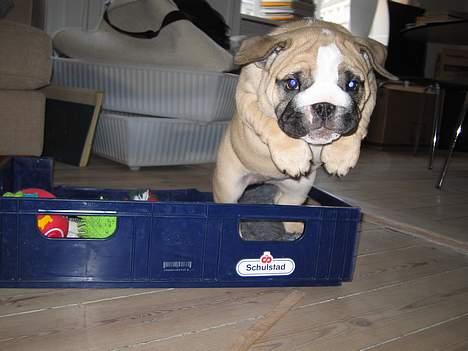 Engelsk bulldog Bertha billede 3