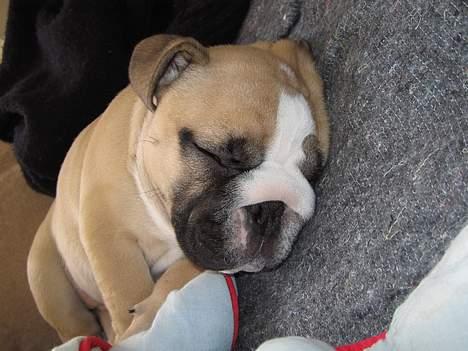 Engelsk bulldog Bertha billede 4