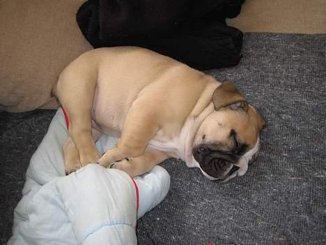 Engelsk bulldog Bertha billede 5