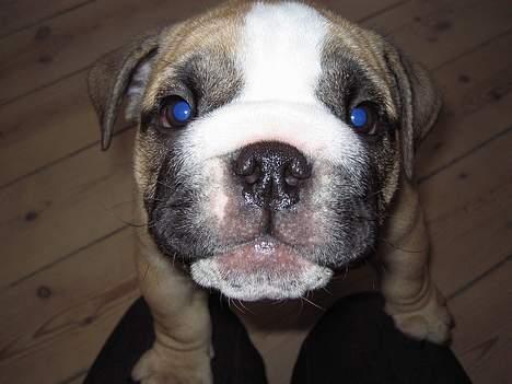 Engelsk bulldog Bertha billede 6