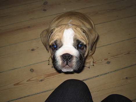 Engelsk bulldog Bertha billede 7