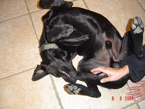 Labrador retriever baloo - det ikke hver dag man ser det, medmindre man har en hund der hedder baloo billede 1