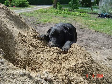 Labrador retriever baloo - ligger lige på lur i sandet billede 2