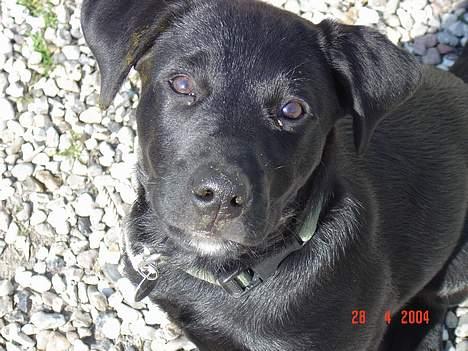 Labrador retriever baloo - hvalpebillede billede 3