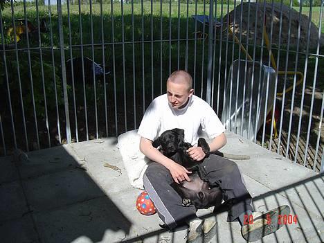 Labrador retriever baloo - jeg slapper af i solen... ikke tit jeg ligger stille dog billede 4