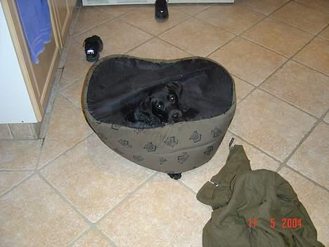 Labrador retriever baloo - her er jeg så på hundekurv nr 6  ;- ) billede 5