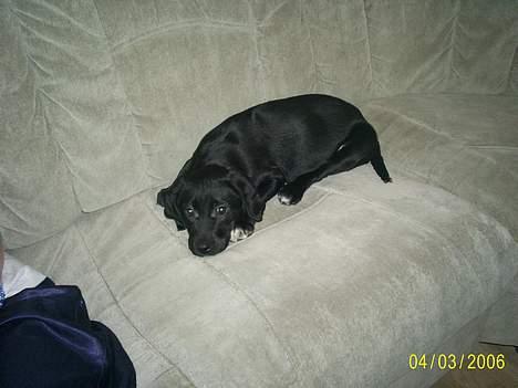 Labrador retriever Freja (Formel 1) - heii.. jeg er Freja<3 jeg er lille men jeg skal nok blive STOR.. billede 1