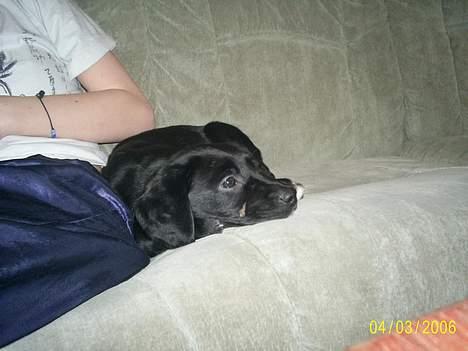 Labrador retriever Freja (Formel 1) - jeg er træt.. ikke flere billeder nu.. Mia.. billede 2