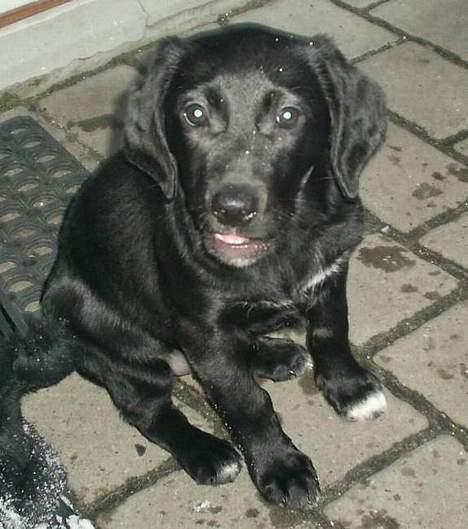 Labrador retriever Freja (Formel 1) - sitter jeg ikke bare pænt... (= hehe billede 3