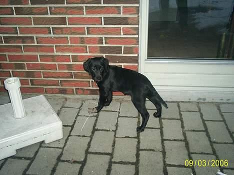 Labrador retriever Freja (Formel 1) - HOV.. jeg hørte noget... jeg skal jo ikk gå glip af noget.. billede 4