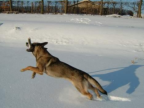 Schæferhund Sportshund Ally billede 11