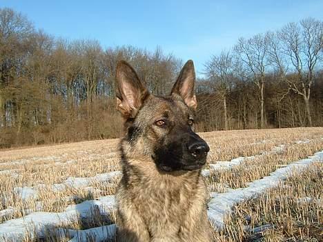 Schæferhund Sportshund Ally billede 14