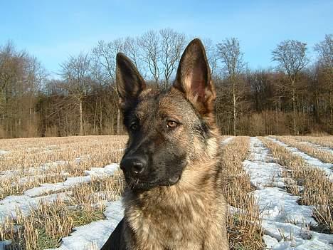 Schæferhund Sportshund Ally billede 15