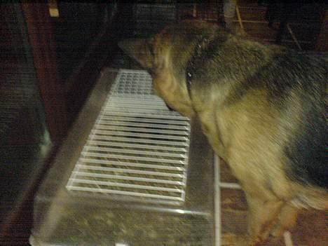 Schæferhund puk *død* - Hun var noget vild med marsvinet... billede 9