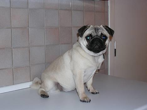 Mops Tubi ( TUGI NUGI ) billede 1