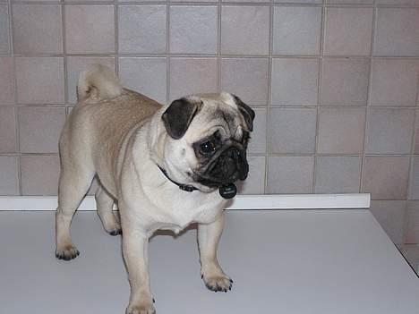 Mops Tubi ( TUGI NUGI ) billede 2